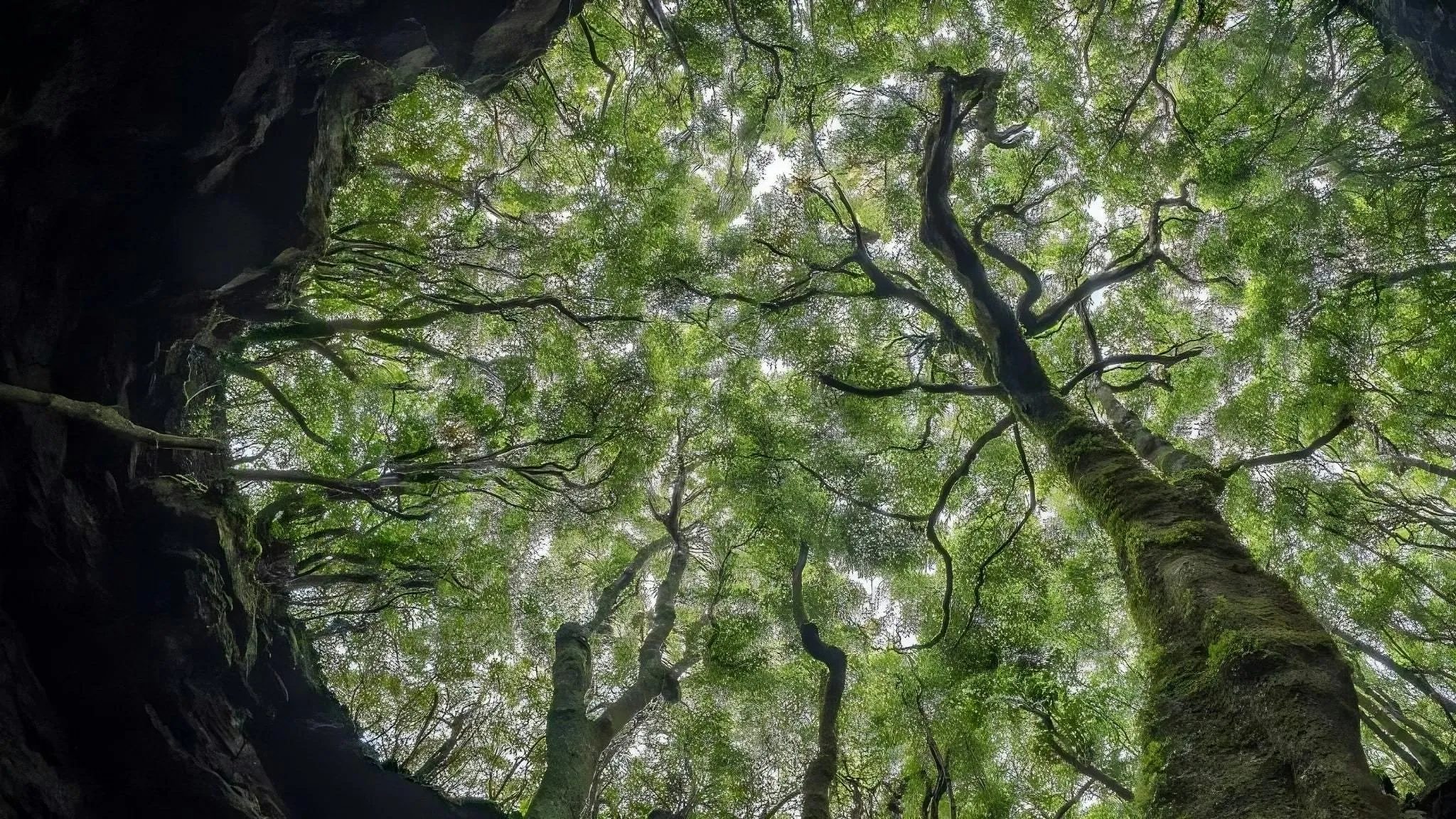 fractal patterns in a forest canopy